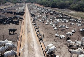 Boitel da Cooperativa Pindorama gera renda no campo e fomenta a economia circular