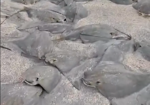 Vídeo: Dezenas de arraias mortas são encontradas em praia de Maragogi