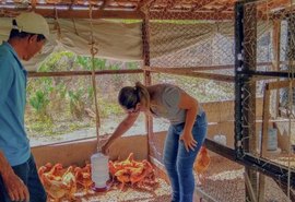 Emater e Fapeal lançam seleção pública com 20 vagas para bolsistas