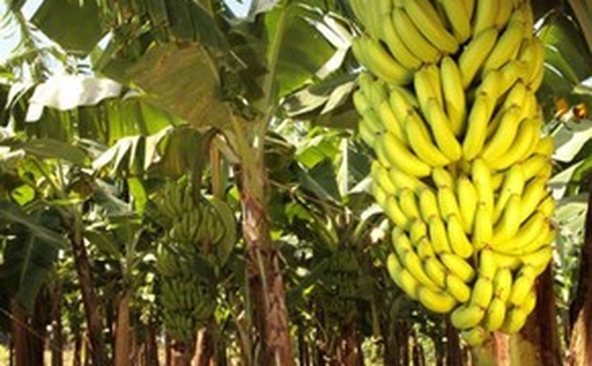 Emater realiza dia de campo para discutir o cultivo da banana na Zona da Mata