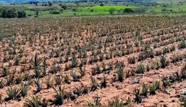 Estiagem e calor comprometem safra agrícola no Agreste alagoano