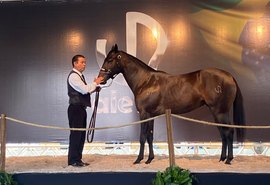 Vale Rico faturou R$6,6 milhões e é o maior leilão da raça quarto de milha no Nordeste em 2021