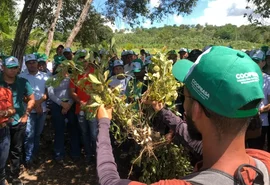 Unicafes-AL e Copagriss promovem Dia de Campo voltado para cultura da mandioca