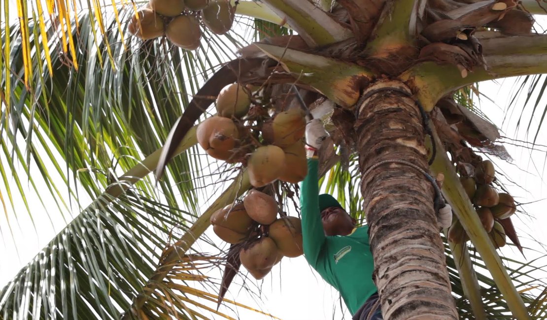 Coopaiba consolida ritmo industrial