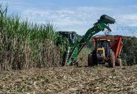 Alagoas supera crise na produção de cana-de-açúcar e pode ter safra de 18,8 milhões de toneladas