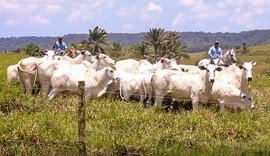 Leilão Nelore Positivo terá lote vantajoso 3 em 1 com vacas prenhes e bezerro ao pé