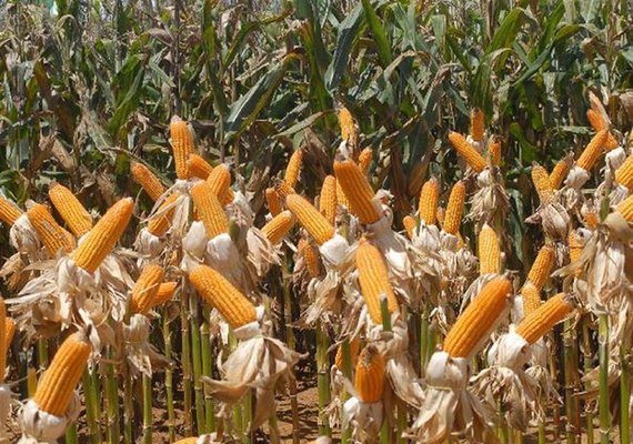 Alagoas tem o maior crescimento na produção de grãos do país