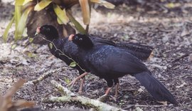 Novo parque abrigará Mutum-de-Alagoas e outras espécies de aves