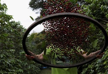 Exportação de café do Brasil registra 1ª alta mensal desde 2024