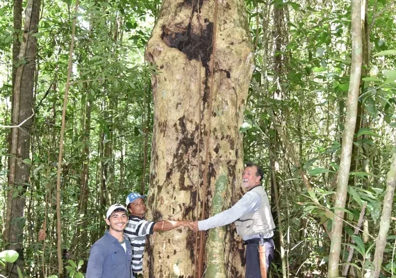 Espécie de árvore gigante é descoberta em AL e nomeada em homenagem a Hermeto Pascoal