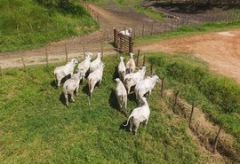 Prazo para vacinação contra a febre aftosa tem nova prorrogação