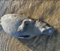 Peixe-boi é encontrado morto em Maragogi