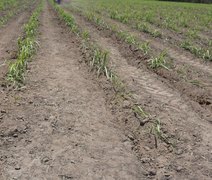 Crise econômica ameaça plantio de inverno da cana em Alagoas