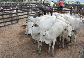 Prorrogado prazo para criador atualizar os dados cadastrais do rebanho