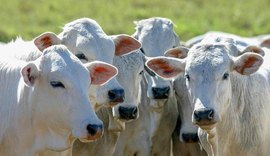 Governo amplia acesso ao crédito para melhoramento genético da pecuária sustentável