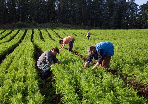 Entidades denunciam descaso com a agricultura familiar