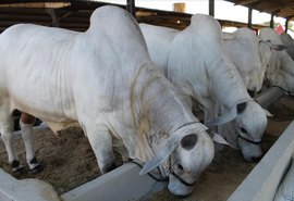 Expoagro 2019 deve movimentar mais de R$ 9 milhões em Alagoas