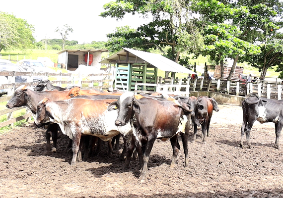 Pindorama investe no melhoramento genético do rebanho de cooperados