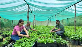 Alagoas terá primeira safra de café e impulsiona produção no interior