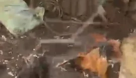 Novo ataque a criações na zona rural de AL gera medo em moradores de Taquarana