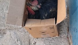 'Galinha preta' é deixada na porta do escritório do senador Rodrigo Cunha