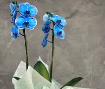 Confira as flores ideais para presentear no Dia dos Pais
