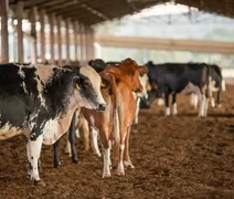 Dois lotes da vacina Excell 10 podem ter matado quase 200 animais