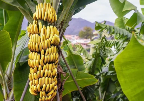 Famílias são beneficiadas pelo Programa Alagoas Maior e diversificam produção agroecológica