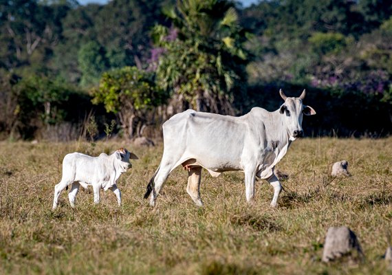 Capão de Angico reforça a presença da pecuária pantaneira na Expoagro Alagoas