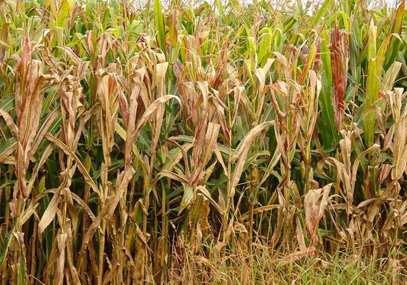 Praga do milho causa prejuízo anual de R$ 33,6 bilhões no Brasil