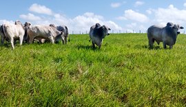 Catálogo com lotes do Leilão Reprodutores Provados já está disponível na Agreste Leilões