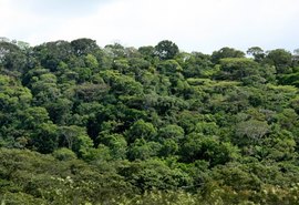 Desmatamento zero em AL demonstra atuação de usinas na preservação ambiental