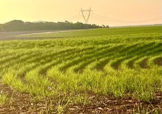 Moagem de cana atingiu 646,60 milhões de toneladas