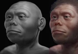 Pesquisa indica que 'hobbits' humanos viviam de carcaças na Indonésia