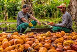 Coopcacau promove III Encontro Estadual dos Produtores de Cacau em Matriz de Camaragibe