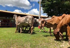 Leilão Genética de Berço terá edição virtual