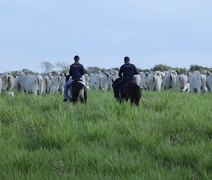 Leilão de Fêmeas Santa Nazaré & Varrela Pecuária acontece neste sábado, 18, em Maceió