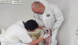 Adeal inicia vigilância clínica de suínos em 720 propriedades rurais de Alagoas