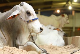 Expoagro/AL expõe ao público a rotina de uma fazenda