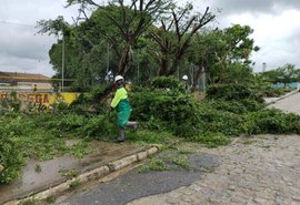 Saiba como solicitar poda de árvore de forma gratuita em Maceió