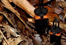 ‘Flor do diabo’ rara é descoberta sob o solo em parque nacional