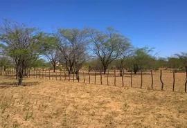 Seca faz três cidades alagoanas entrarem em situação de emergência; veja