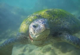 Biólogos explicam porque alguns animais envelhecem lentamente