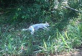 Fio de alta tensão caído pode ser causa da morte de dois cachorros em Guaxuma