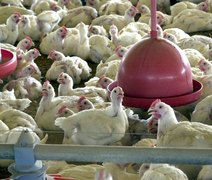 OMS confirma primeira morte por gripe aviária no mundo