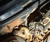Cachorro caramelo é resgatado após ficar preso em motor de carro