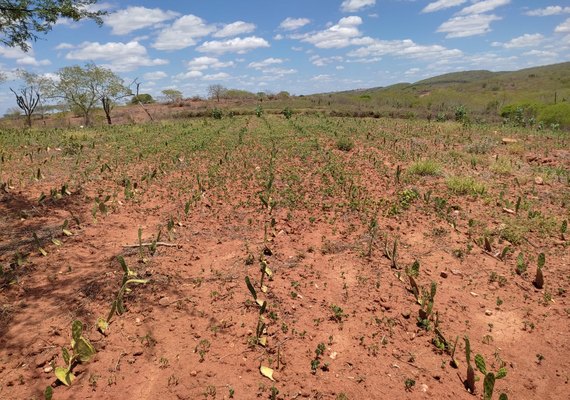 CPLA acompanha desenvolvimento da Palma Forrageira no semiárido alagoano
