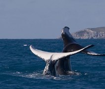 Observação de baleias movimenta turismo em estados litorâneos do país
