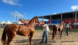 Exposição do Mangalarga Marchador enaltece crescimento da raça na Expolagoas Genética