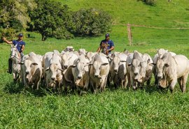 Mega Touros SMP vai comercializar nelore pronto para vacada